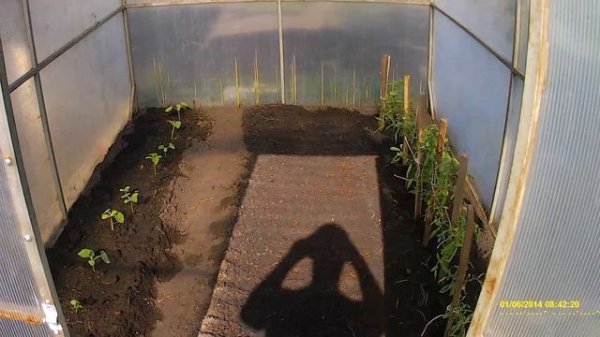 ПАНТЕРА Full HD