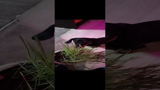 Бони и веганство