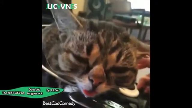 Студенческий рай