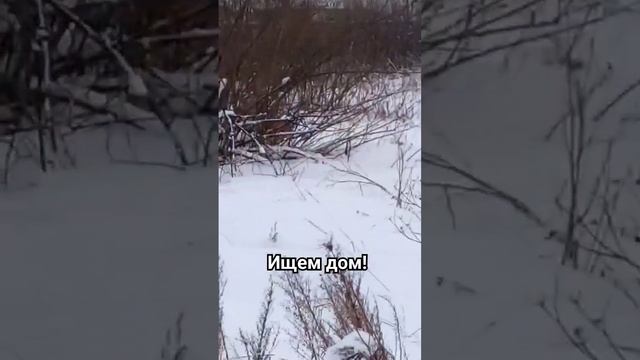 РОНИ ИЩЕТ ДОМ! НАХОДИТСЯ В Г. ДОЛГОПРУДНЫЙ. ВСЯ ИНФОРМАЦИЯ В ОПИСАНИИ ПОД ВИДЕО #впоискедома смотреть онлайн