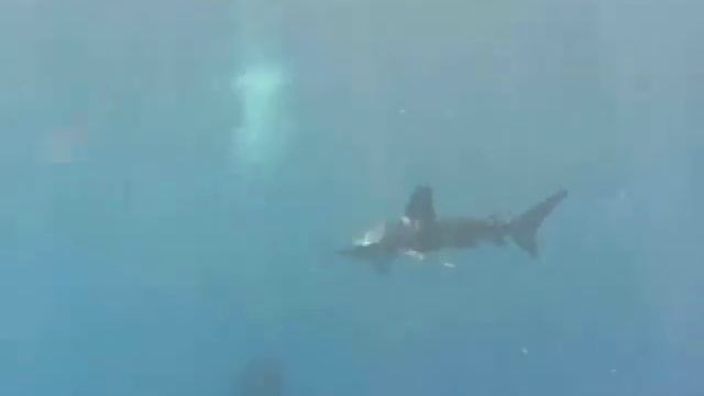 Carcharhinus Longimanus