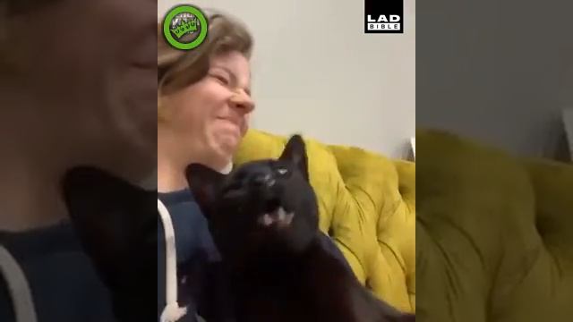 Котяра чихнул смотреть онлайн
