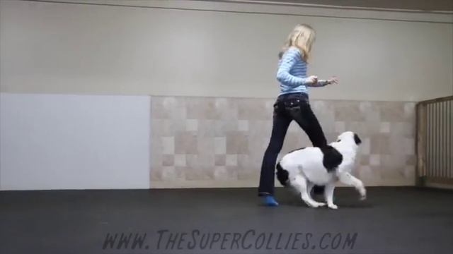 Boogie Shoes Canine Freestyle Routine! смотреть онлайн