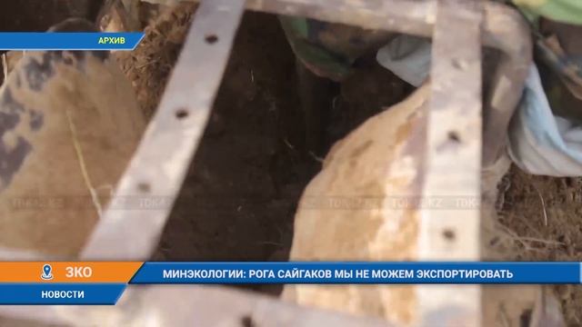 МИНЭКОЛОГИИ: РОГА САЙГАКОВ МЫ НЕ МОЖЕМ ЭКСПОРТИРОВАТЬ смотреть онлайн