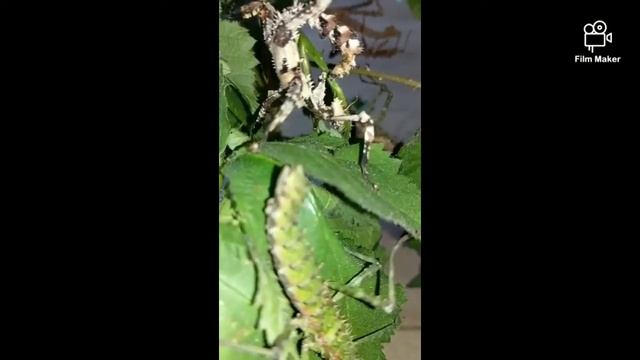 Extatosoma tiaratum lichen morph ,Spinochirasea bengalensis смотреть онлайн