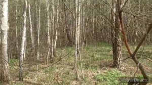 Поиск рогов лося. Погуляли.
