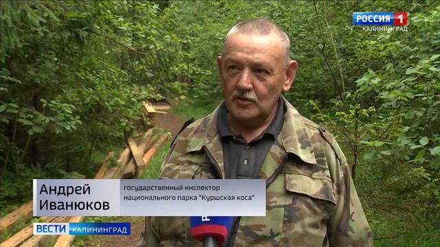 На Куршской косе строят специальные почвозащитные настилы смотреть онлайн