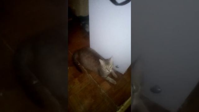 Каховская. Передержка. смотреть онлайн