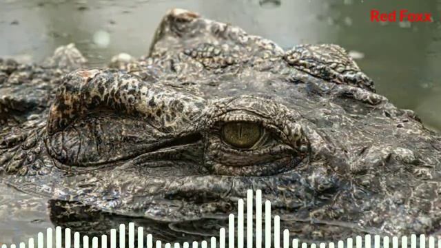 Crocodile Sound|animal Sounds|#animalsounds|crocodile Ringtone|animal Sounds Ringtones|tone|Red Fox