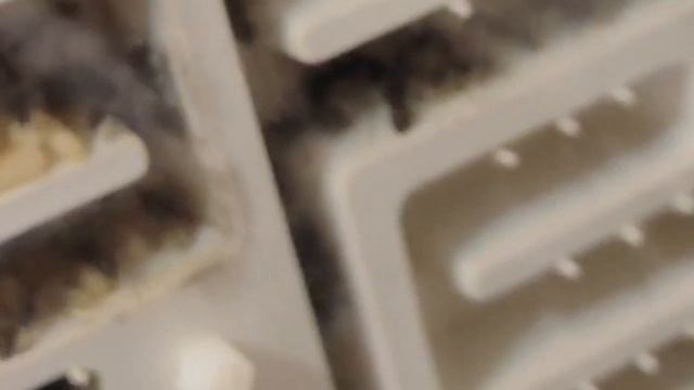 Бесподобные гиганты Camponotus singularis|Содержание,обзор смотреть онлайн