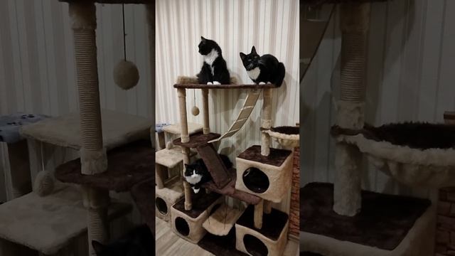 Друзья помогите пожалуйста собрать на корма пушистым ! Нашему мини приюту ! 🙏🙏🙏 🆘🆘🆘🆘🆘🆘🆘🆘🆘🆘🆘 смотреть онлайн