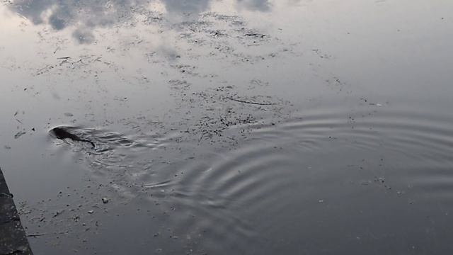 Минск, река Свислочь. Водная крыса в поисках еды. Водные обитатели на реке. Серая крыса. Rattus. смотреть онлайн