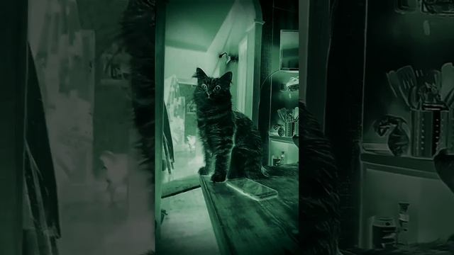 мастер и маргарита #сибирь #кошки #страх и ужас смотреть онлайн