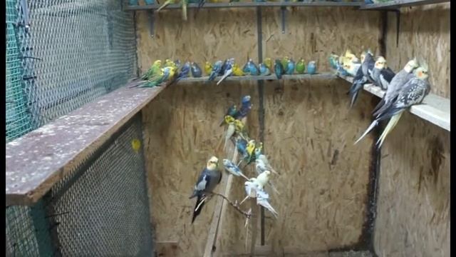 Волнистые 6. Пора рассаживать птиц. Подготовка полок под домики. смотреть онлайн