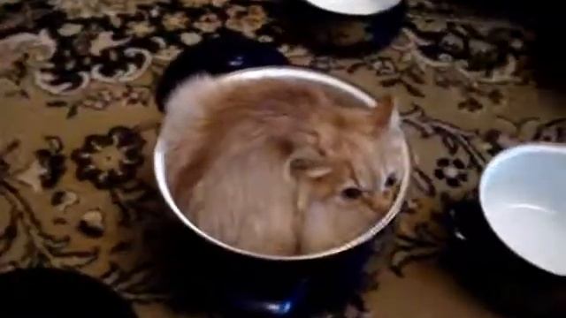 Приколы с животными (Кот прячется в кастрюлю) смотреть онлайн