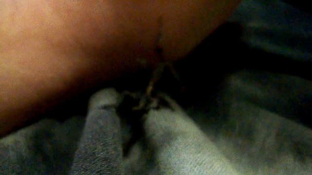 Male Phyllocrania paradoxa Mostro смотреть онлайн