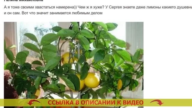 Лимонное дерево купить в минске 🔵 Как вырастить семечко лимона 👍 смотреть онлайн