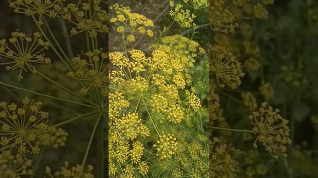 jeera ka paudha смотреть онлайн