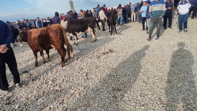 JIZZAX OSIYO MOL QO'Y BOZORI NARXLARI ЖИЗЗАХ ОСИО ЧОРВА МОЛ БОЗОРИ НАРХЛАРИ 28.04.24 #жиззах #ozod