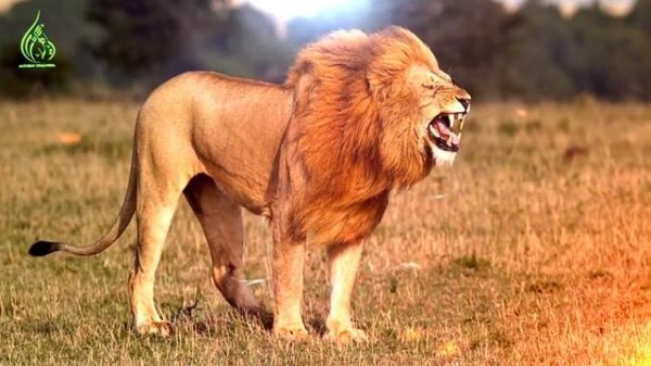 Сподвижник который сразился со львом