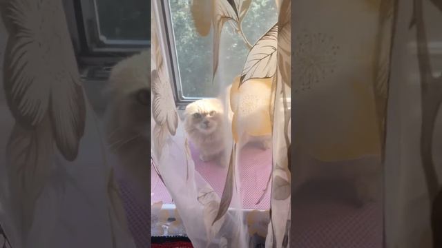 Храпящий кот)))) смотреть онлайн