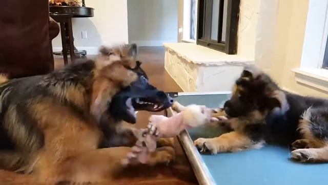 Перетягивание каната || FunFailTop 2016 смотреть онлайн