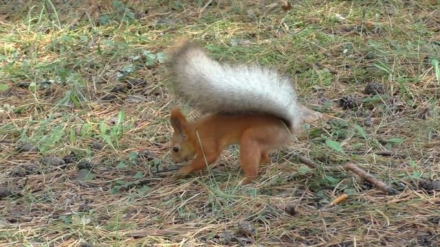 Забавное поведение белки | Funny behavior of a squirrel смотреть онлайн