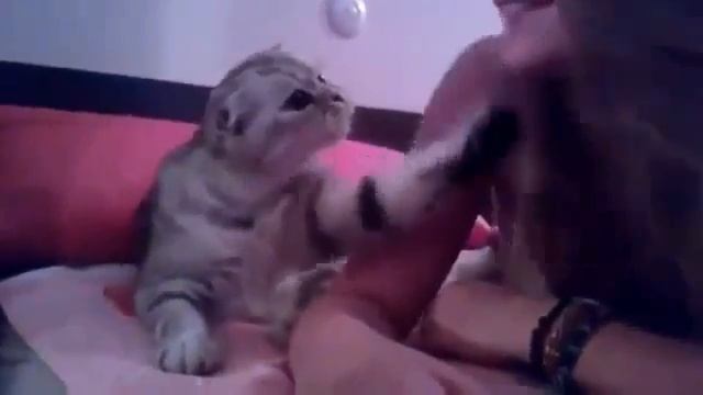 Кот хочет целоваться) смотреть онлайн