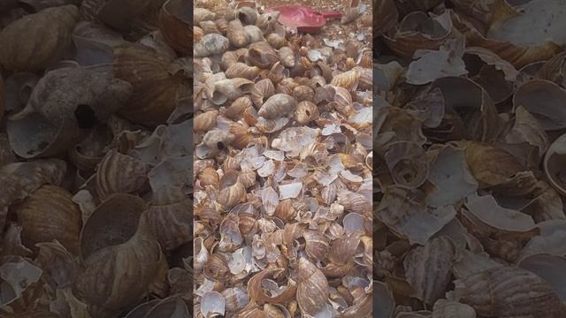 SALES OF SNAIL'S SHELL: A source of extra income in #SnailFarming #Organic #SobayoModupeSnails смотреть онлайн