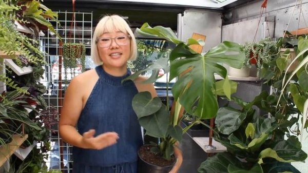 CV News : The East Bay's First Plant Truck