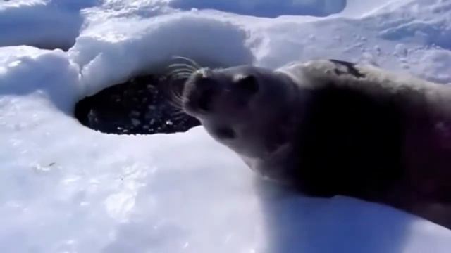 тюлень and майли сайрус смотреть онлайн