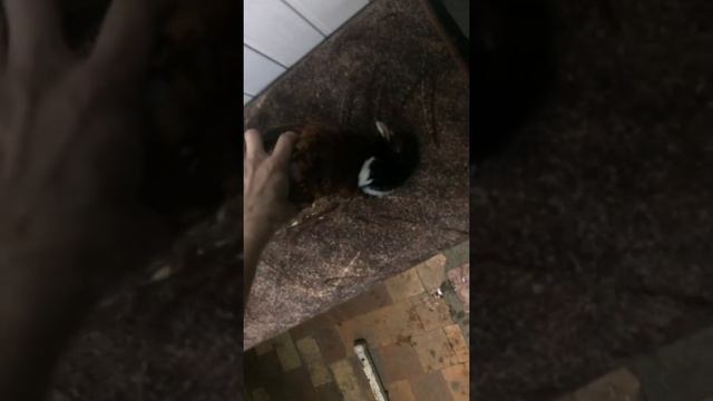 Долгажданный фазан смотреть онлайн