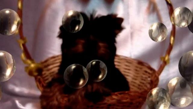 Щенок, йоркширский терьер,вязки, питомник Фаворит Дог смотреть онлайн