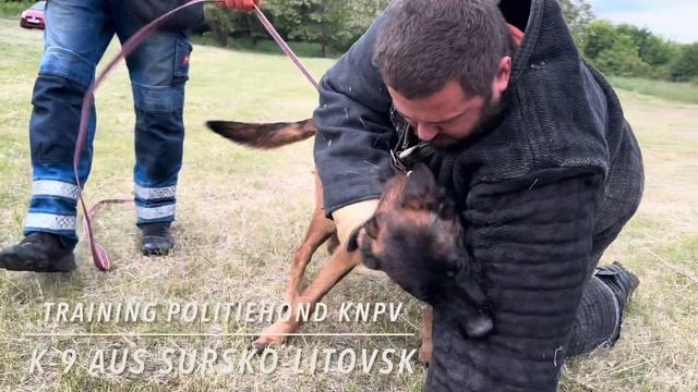 Our Puppy Returns for Training at 7.5 Months Old! смотреть онлайн