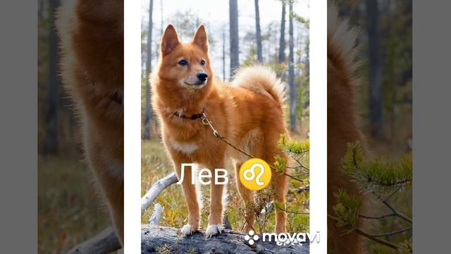 Какая, какой ты пёс или собака по ЗЗ смотреть онлайн