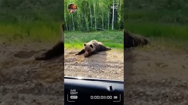 Спросил дорогу!🤗.mp4 смотреть онлайн