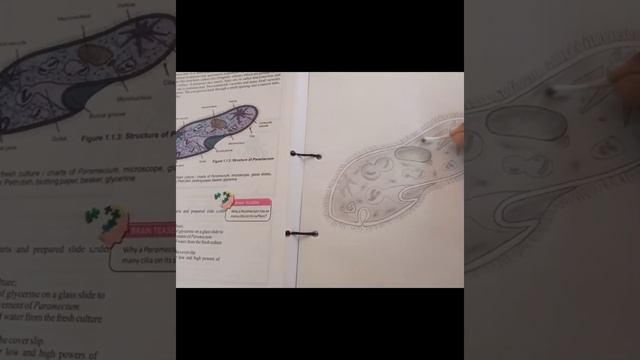Class 9 Biology / Paramecium #sketch