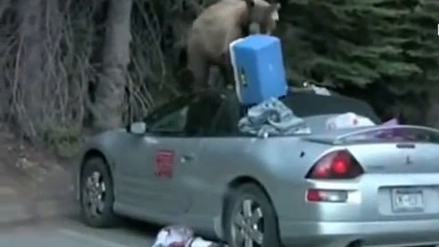 Медведь распотрошил кабриолет смотреть онлайн