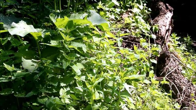 У родника смотреть онлайн