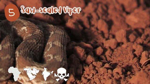 Top 10 Most Venomous Snakes In The World | Deadliest Snake Bites!