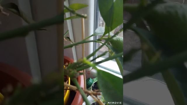 Цветы у лимона и земляники смотреть онлайн