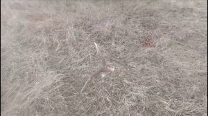 ПОИСКИ РОГОВ ЛОСЯ ШИКАРНЫЕ НАХОДКИ , РОГА ПОД КАЖДЫМ КУСТОМ ЖЕСТЬ 😲