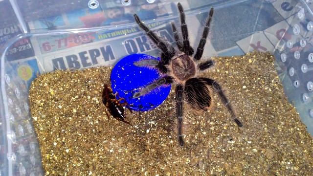 Паук птицеед, Brachypelma albopilosum (кормление) смотреть онлайн