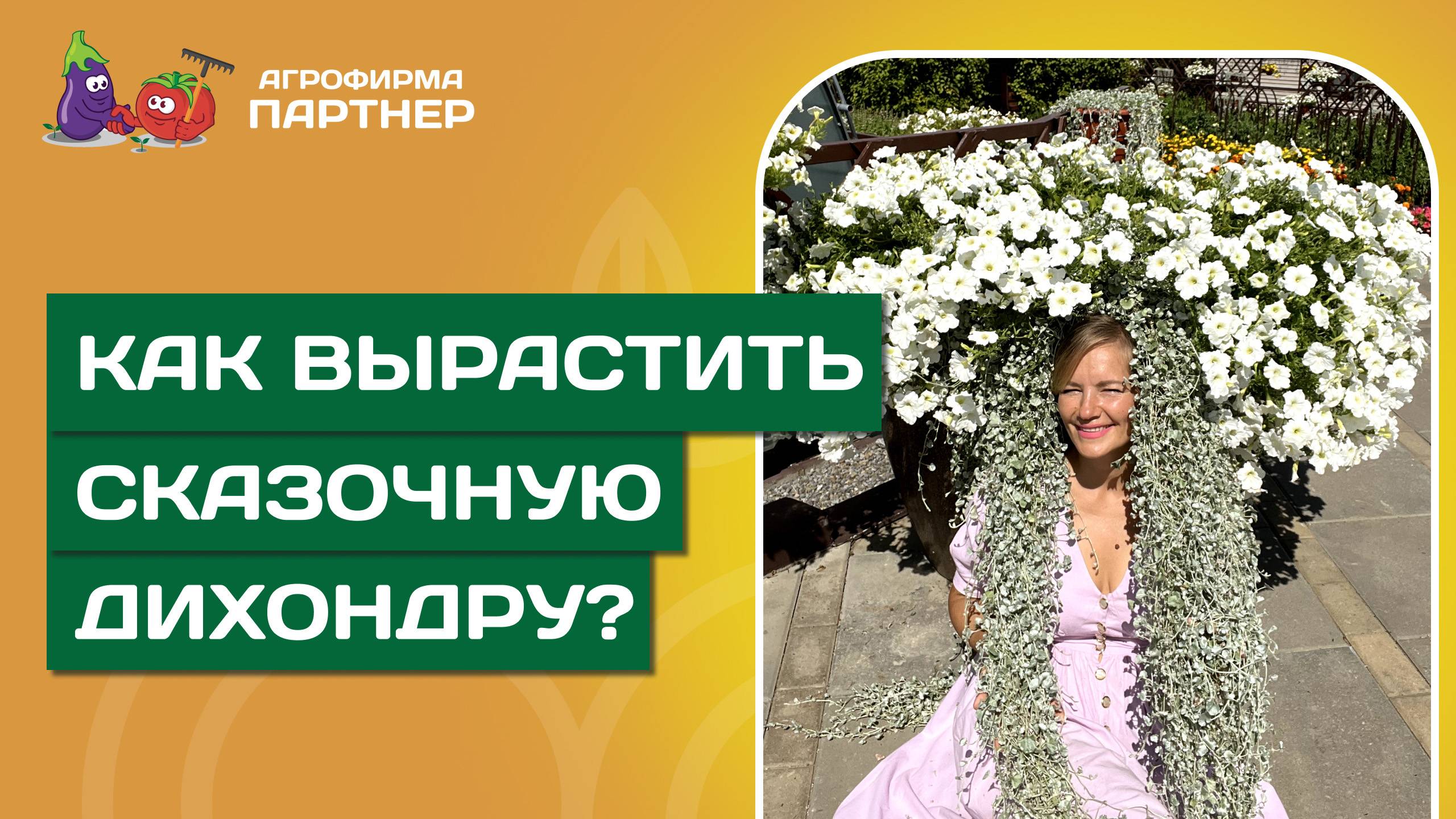 КАК ВЫРАСТИТЬ ДИХОНДРУ СПОСОБЫ И СРОКИ ПОСЕВА, ПЕРЕВАЛКА, РАЗМНОЖЕНИЕ ЧЕРЕНКОВАНИЕМ смотреть онлайн