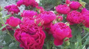 Роза Аскот (Ascot Hybrid Tea)