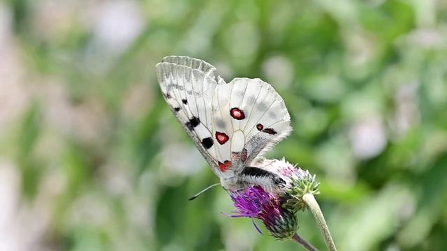 Jasoň červenooký (Parnassius apollo Linnaeus, 1758) - 24.7.2021 Stredné Slovensko смотреть онлайн