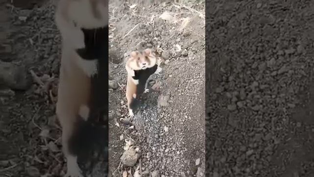 Боевой хомячок.mp4 смотреть онлайн