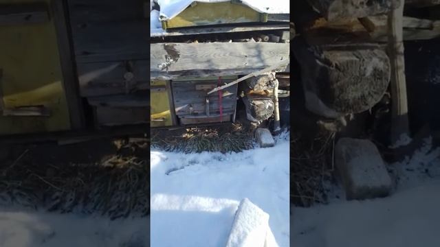 Раннее развитие пчёл для получения сотового мёда в апреле месяце. смотреть онлайн