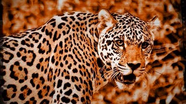 Jaguar sound 2013 смотреть онлайн