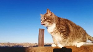Кошки. Домашние питомцы. #кошки#коты#питомцы